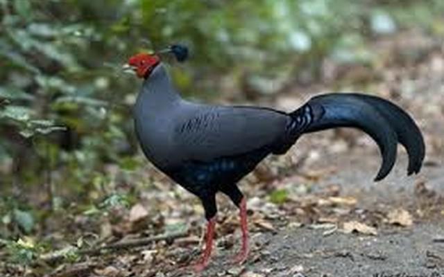 cat tien national park tour, cat tien national park vietnam, siamese fireback